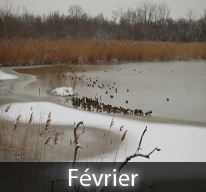 Qui taille au mois de février, n‘a pas besoin de corbeille ni de panier.